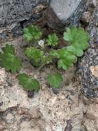 Image of roundleaf phacelia