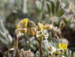 Image of fewseed draba