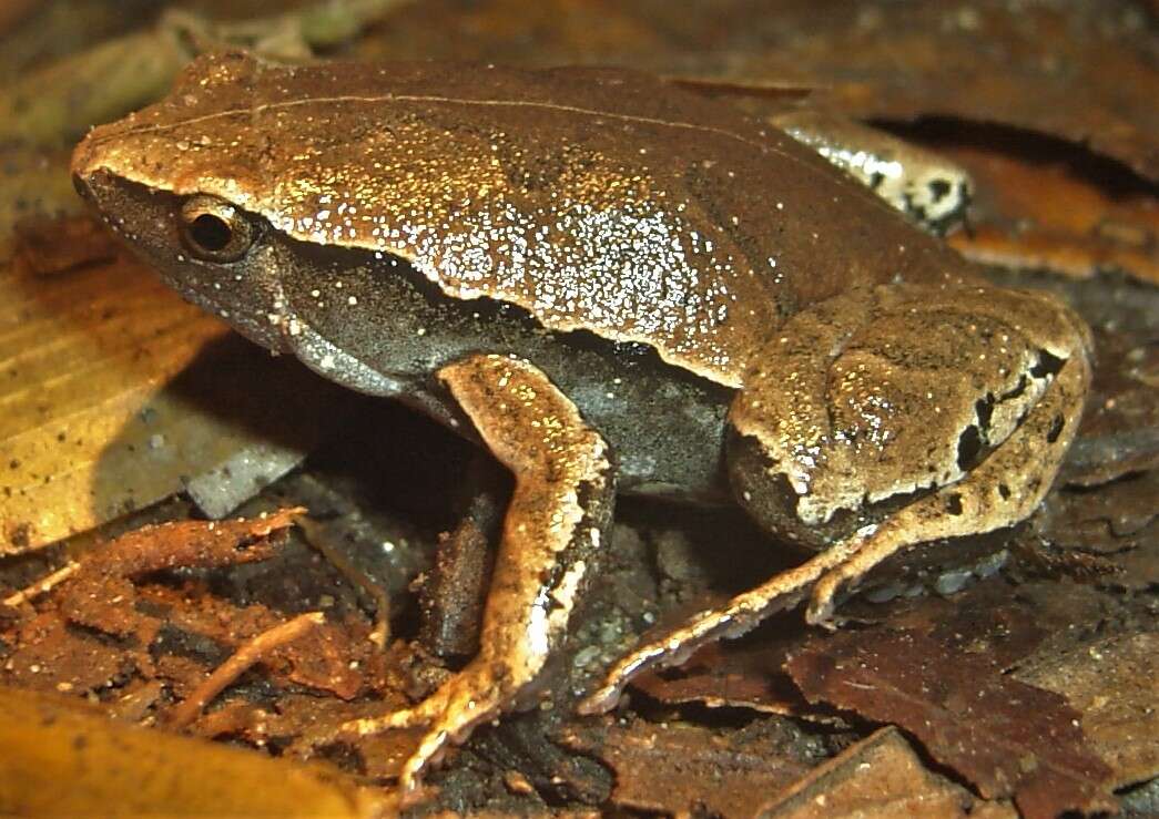 Image of Bleating Frogs