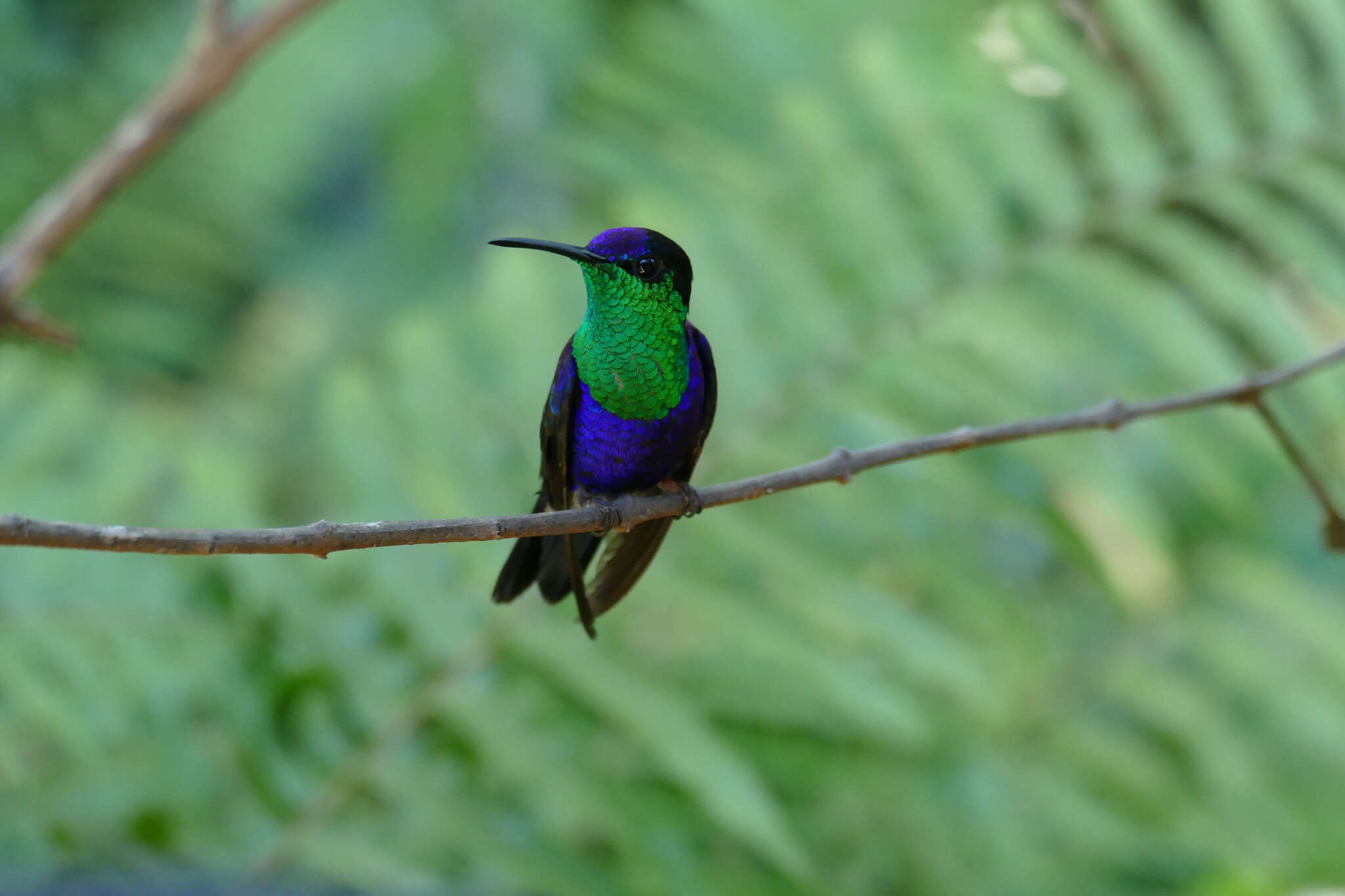 Image of Crowned Woodnymph