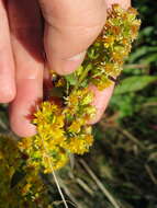 Image of Roan Mountain goldenrod