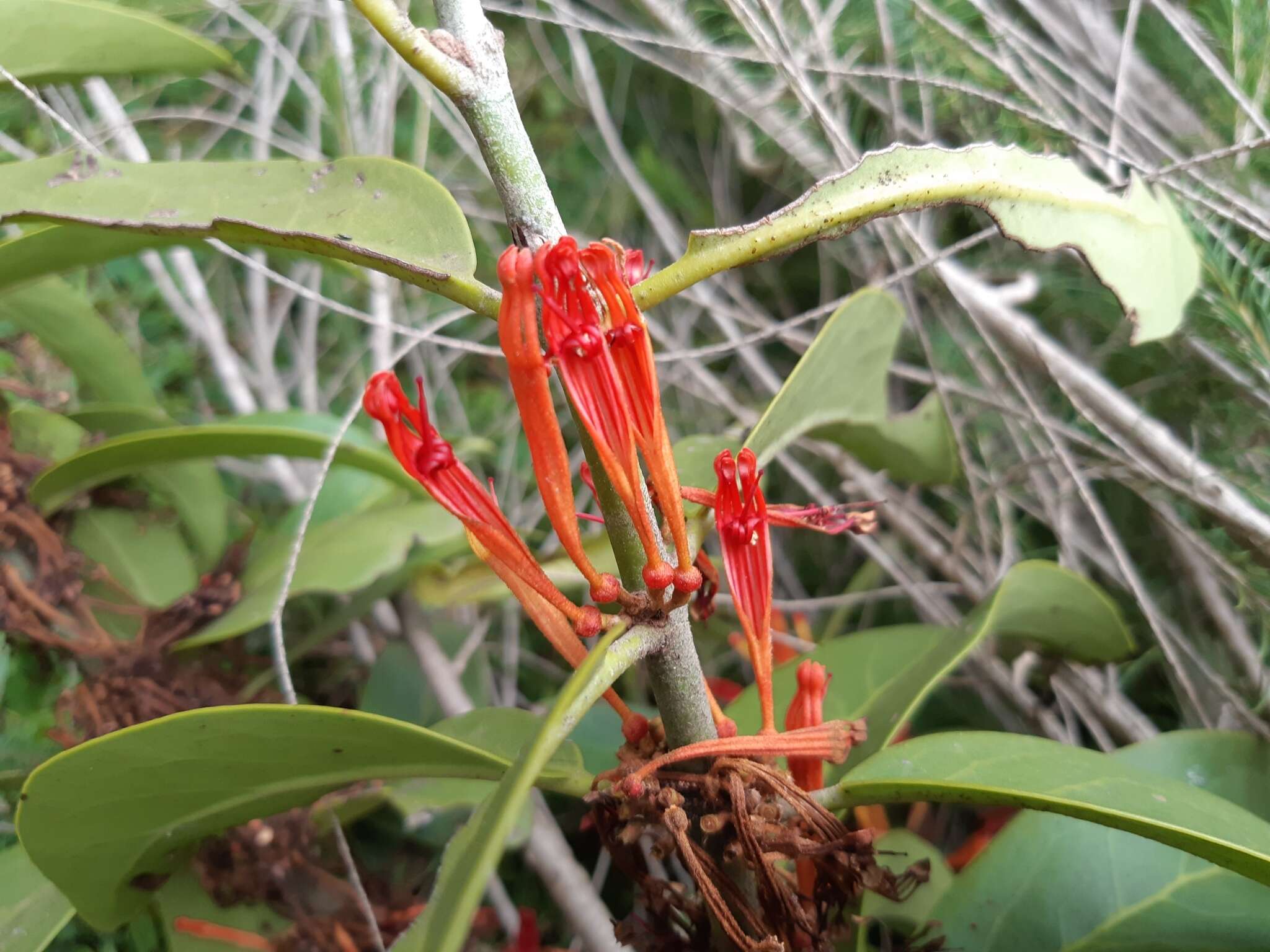 Image of Phragmanthera usuiensis (Oliver) M. G. Gilbert