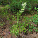 Слика од Silene macrostyla Maxim.