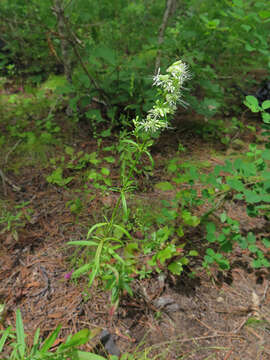 Imagem de Silene macrostyla Maxim.