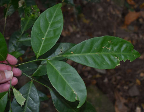 Sivun Glycosmis trifoliata (Bl.) Spreng. kuva