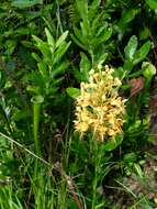 Image of Yellow fringed orchid