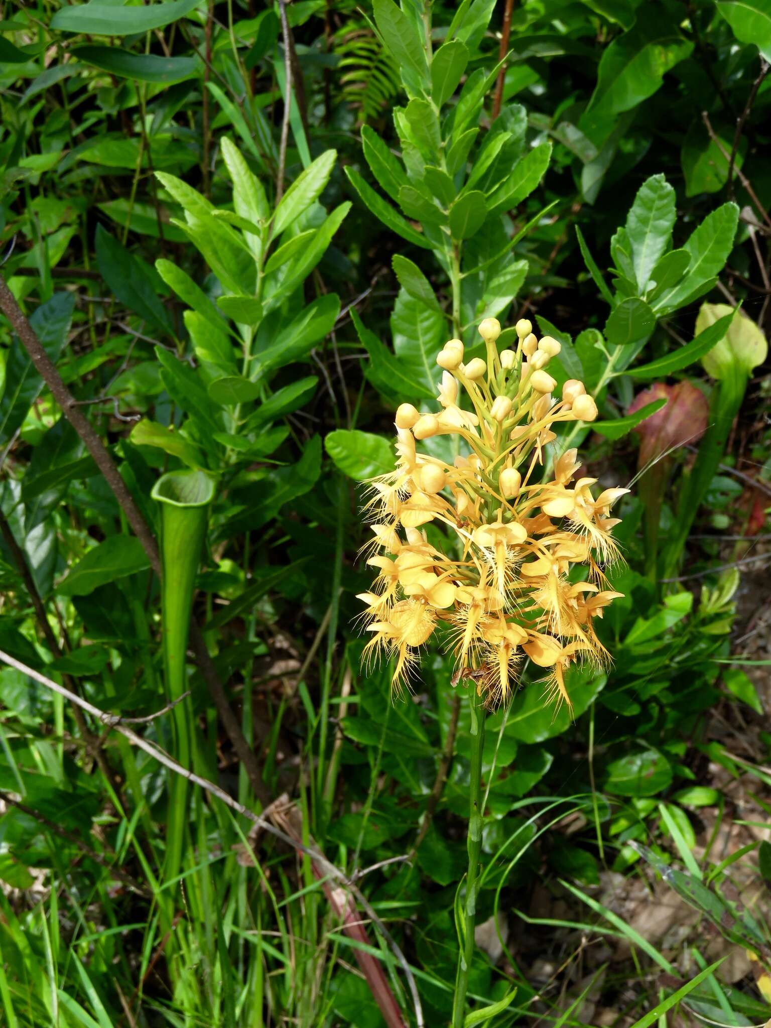 Image of Yellow fringed orchid