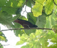 Image of Maroon Oriole