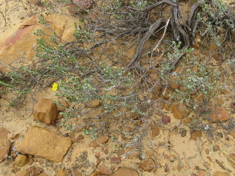 Plancia ëd Oedera relhanioides (Schltr.) N. G. Bergh