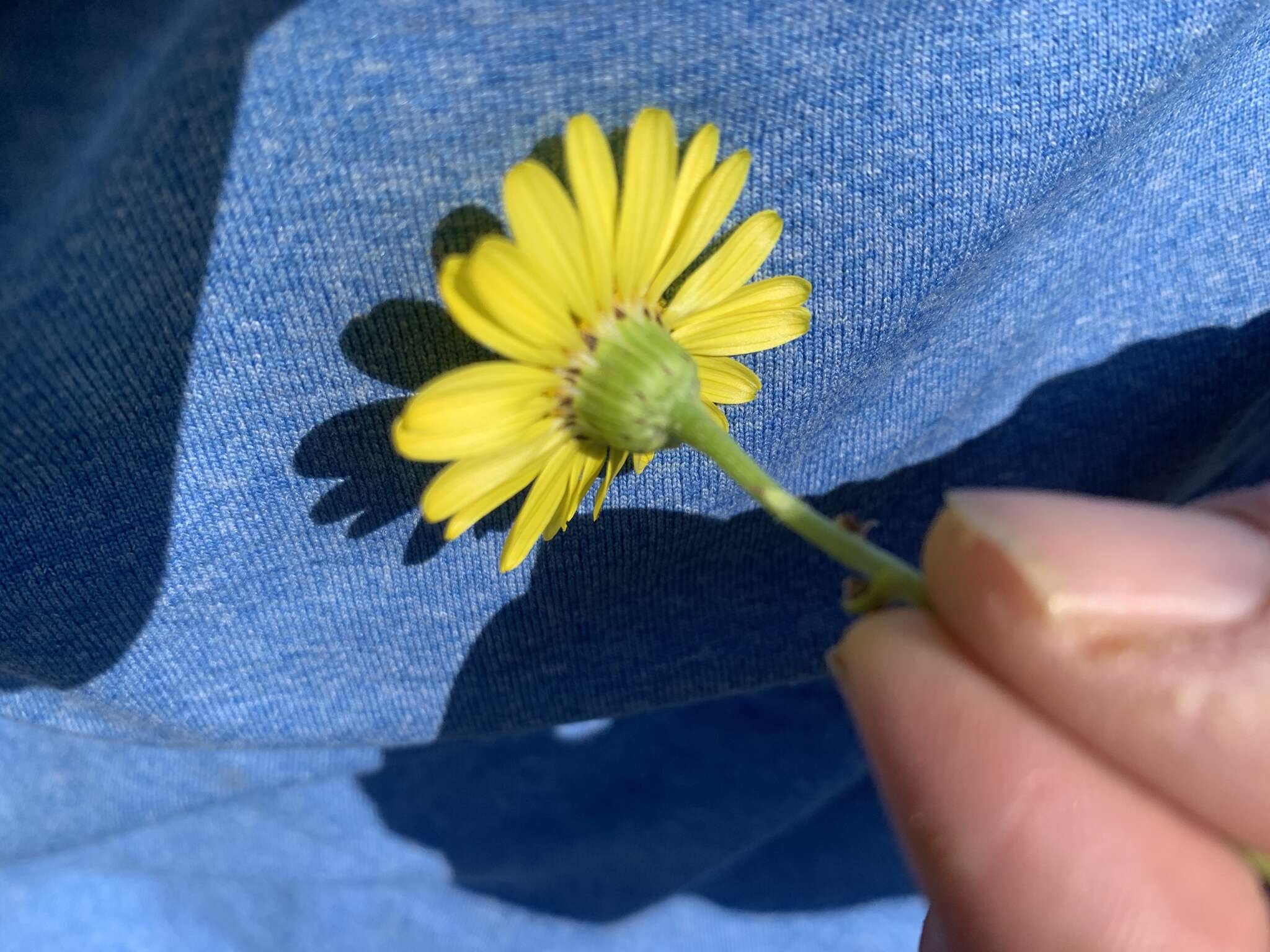 Image of California ragwort