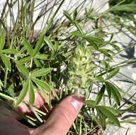 Image of large Indian breadroot