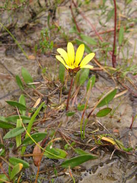 Image of Arctotheca forbesiana (DC.) Lewin