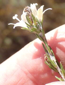 Image of Wahlenbergia cinerea (L. fil.) Lammers