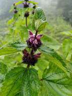 Image of Phlomoides macrophylla (Benth.) Kamelin & Makhm.