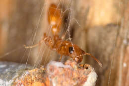 صورة Pseudomyrmex seminole Ward 1985