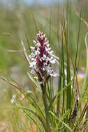 Image of Disa alticola H. P. Linder