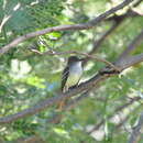 Image of Grenada Flycatcher