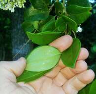 Image of Japanese privet