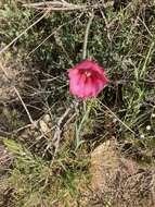 Imagem de Gladiolus caryophyllaceus (Burm. fil.) Poir.