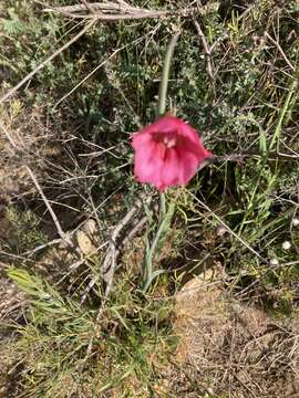 Imagem de Gladiolus caryophyllaceus (Burm. fil.) Poir.