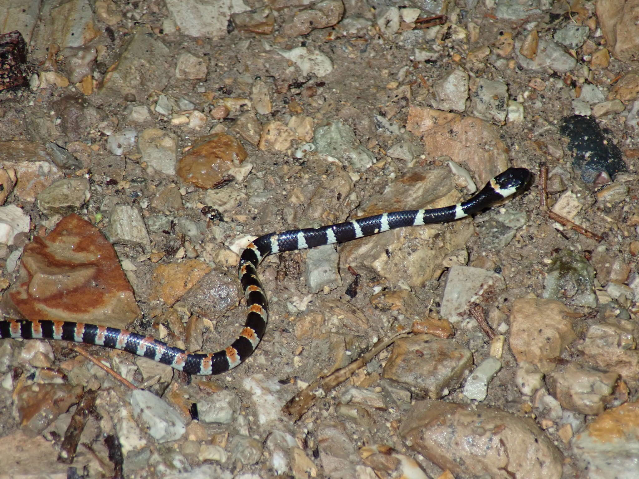 Image of Cope's Snail Sucker