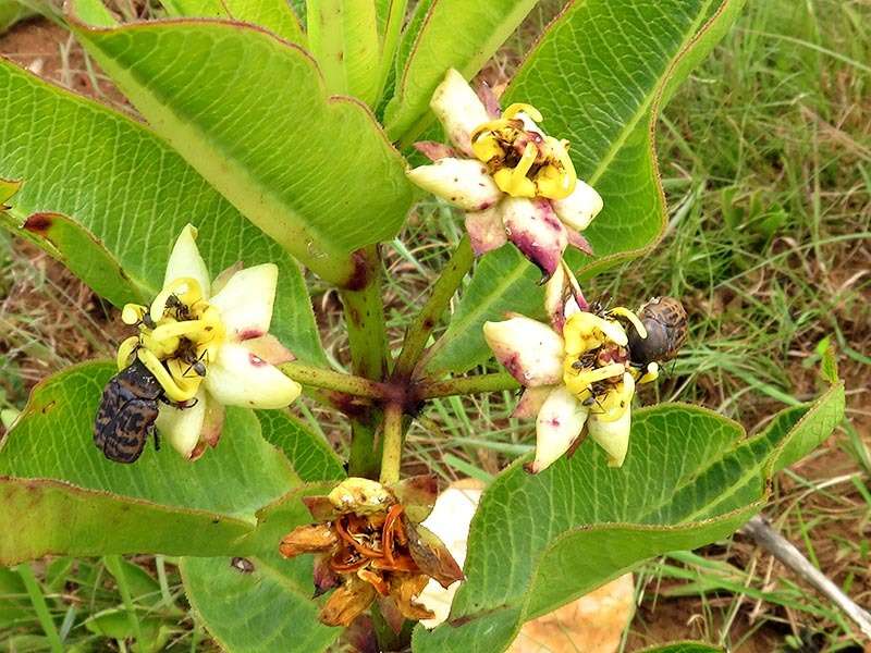 Слика од Pachycarpus scaber (Harv.) N. E. Br.