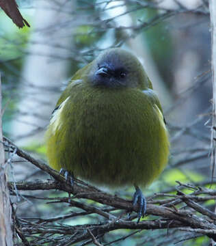 Слика од Anthornis melanura melanura (Sparrman 1786)