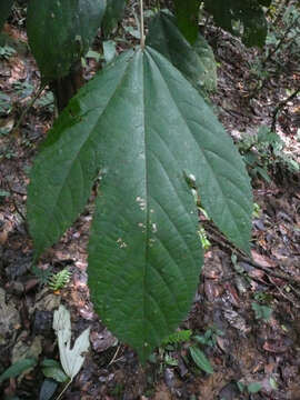 Image of Myrianthus libericus Rendle