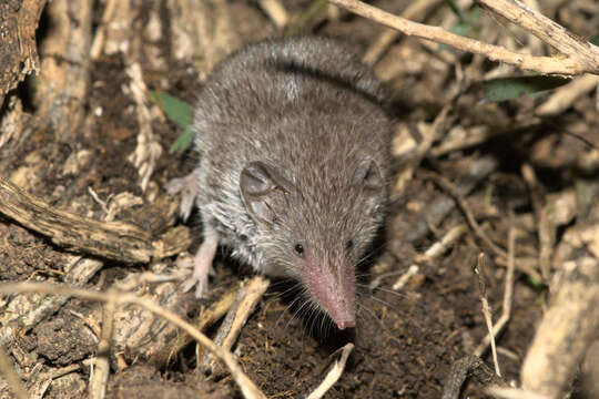 Image of Lesser Dwarf Shrew