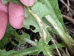 Image of Dandelion gall wasp