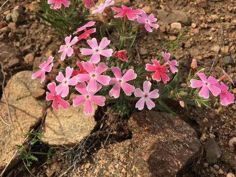 Imagem de Phlox amabilis Brand