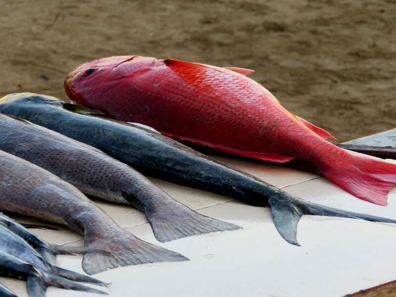 Image of Pacific red snapper