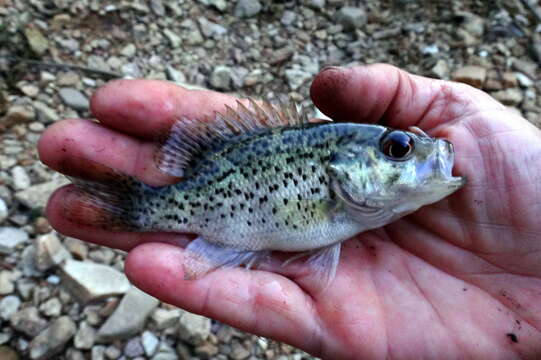 Image of Ozark bass