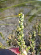 Image of Aspalathus ericifolia subsp. ericifolia