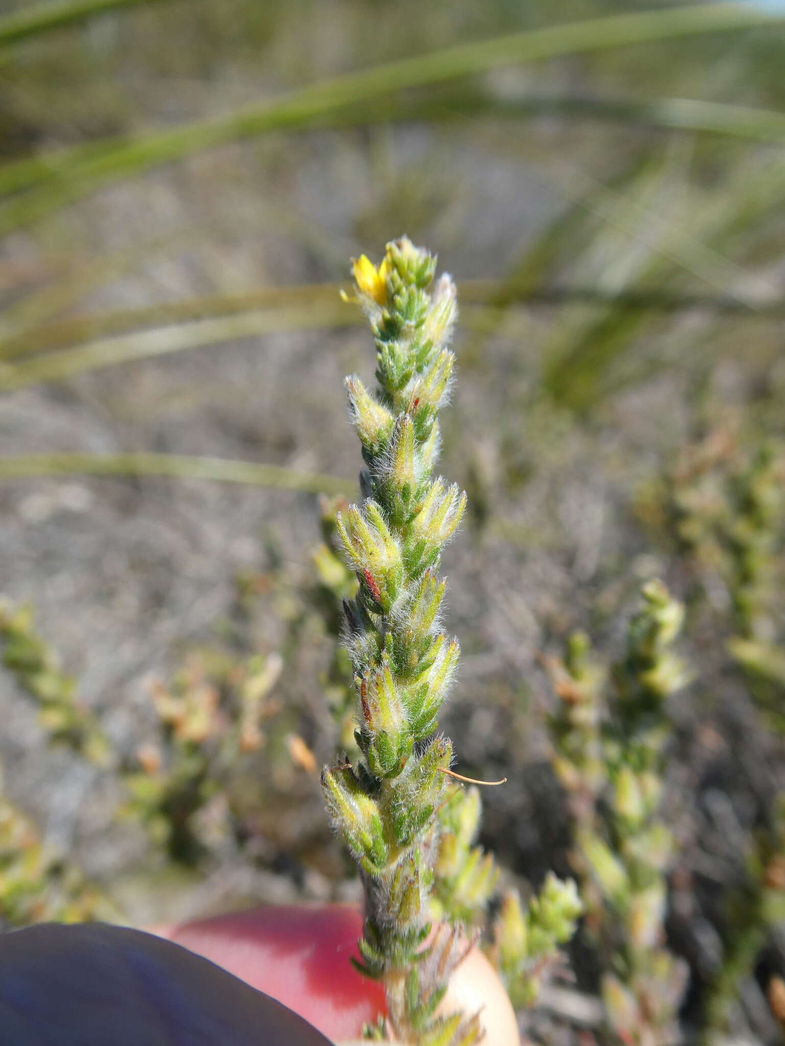 Plancia ëd Aspalathus ericifolia subsp. ericifolia