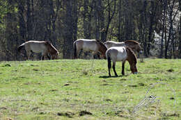 Image of Equus subgen. Equus Linnaeus 1758