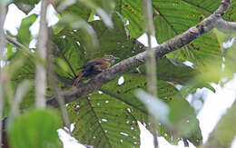 Image of Scaly-throated Foliage-gleaner