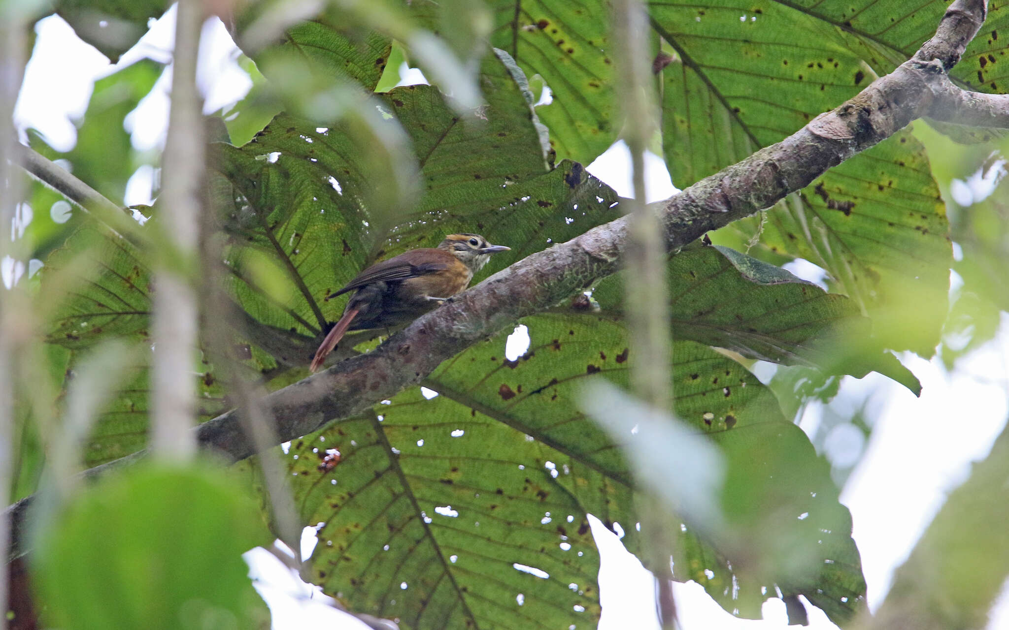 Image of Scaly-throated Foliage-gleaner