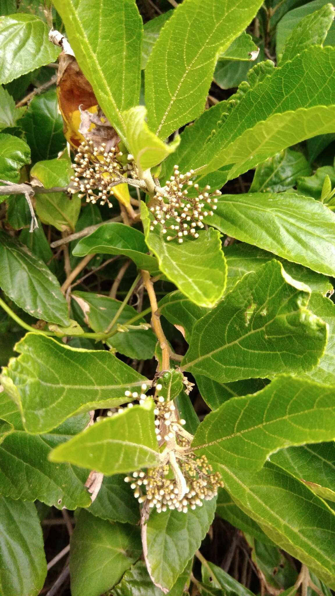 Image of Japanese callicarpa