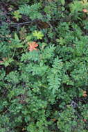 Imagem de Astragalus frigidus (L.) A. Gray