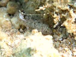 Image of Large-headed goby