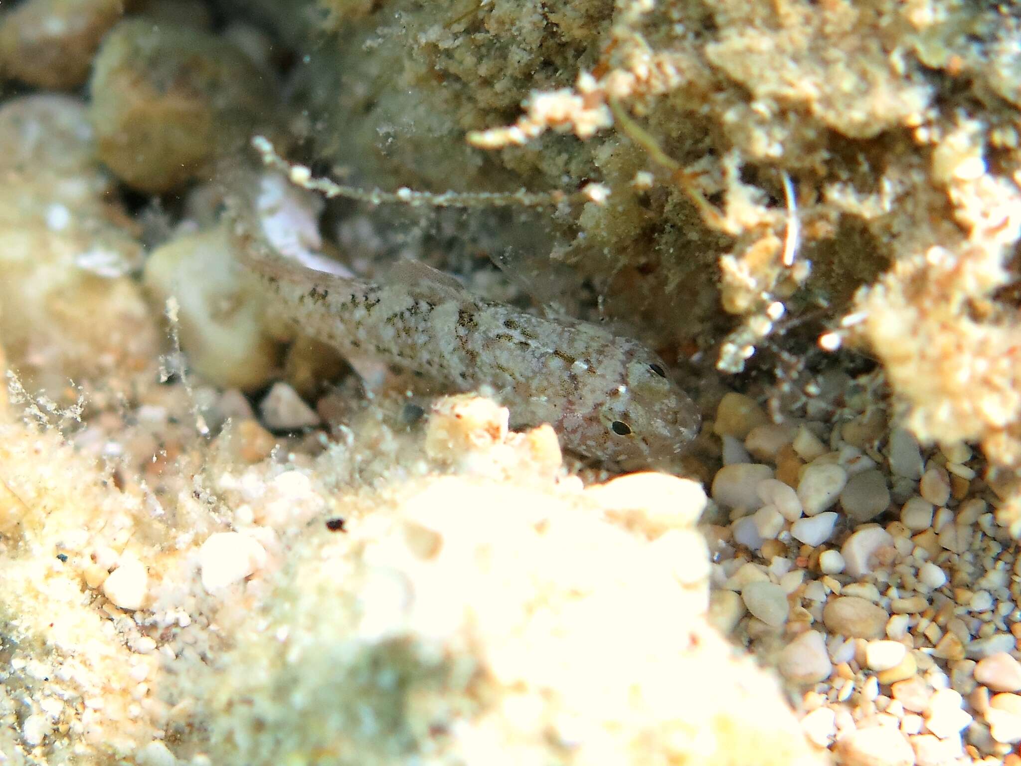 صورة Millerigobius macrocephalus (Kolombatovic 1891)