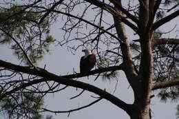 Image of African Fish Eagle