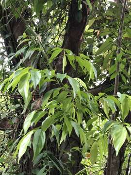 Imagem de Ventilago leiocarpa Benth.