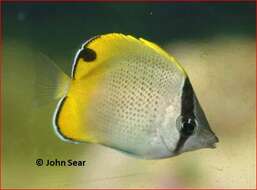 Image of Crochet Butterflyfish