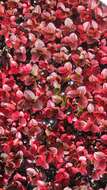 Image de Arctostaphylos alpinus (L.) Sprengel