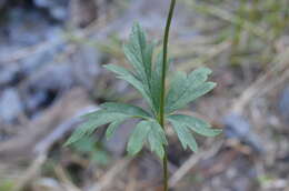 Imagem de Aconitum talassicum Popov