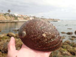 Image of pink abalone