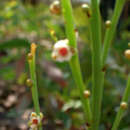 Hibbertia persquamata subsp. persquamata resmi