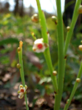 Hibbertia persquamata subsp. persquamata resmi